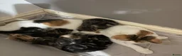Mixed Breed cats for sale: Domestic medium haired tabby kittens  - Advert 1