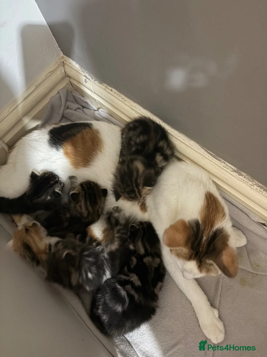 Mixed Breed cats for sale: Domestic medium haired tabby kittens  - Advert 1