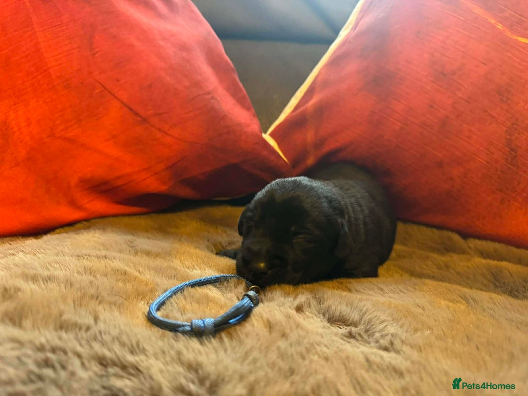 Mixed Breed dogs for sale: Labrador retriever cross - Advert 16