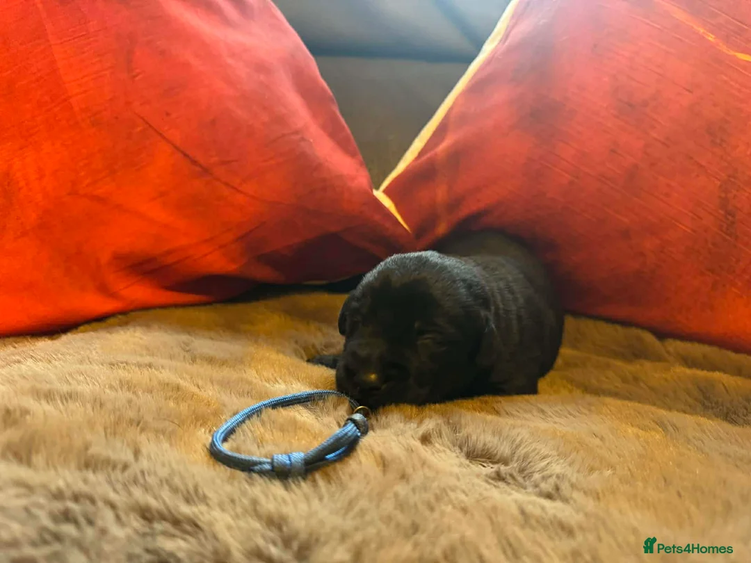 Mixed Breed dogs for sale: Labrador retriever cross - Advert 13