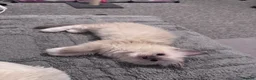 Ragdoll cats for sale: 🩵Stunning Blue Mitted Ragdoll Kitens🩵 - Advert 11