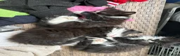 British Longhair cats for sale: 3 beautiful girls ready to go next week  in Shoreham-by-Sea - Advert 2
