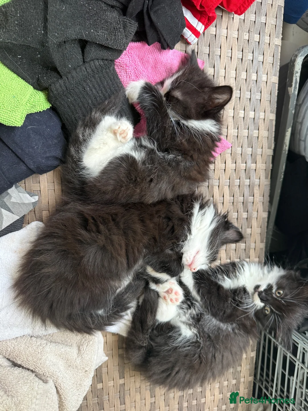 British Longhair cats for sale: 3 beautiful girls ready to go next week  in Shoreham-by-Sea - Advert 2