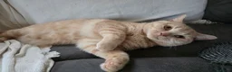British Shorthair cats for sale: Beautiful blonde British shorthair - Advert 5