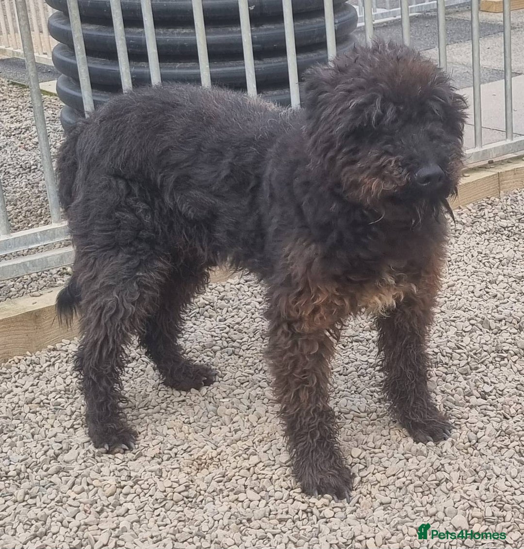 Mixed Breed dogs for adoption: Meet Dave  - Image 3