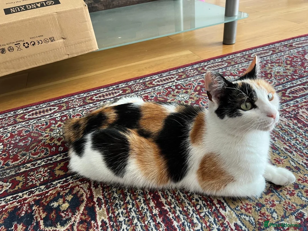 Mixed Breed cats for sale: 5 adorable kittens  - Advert 1
