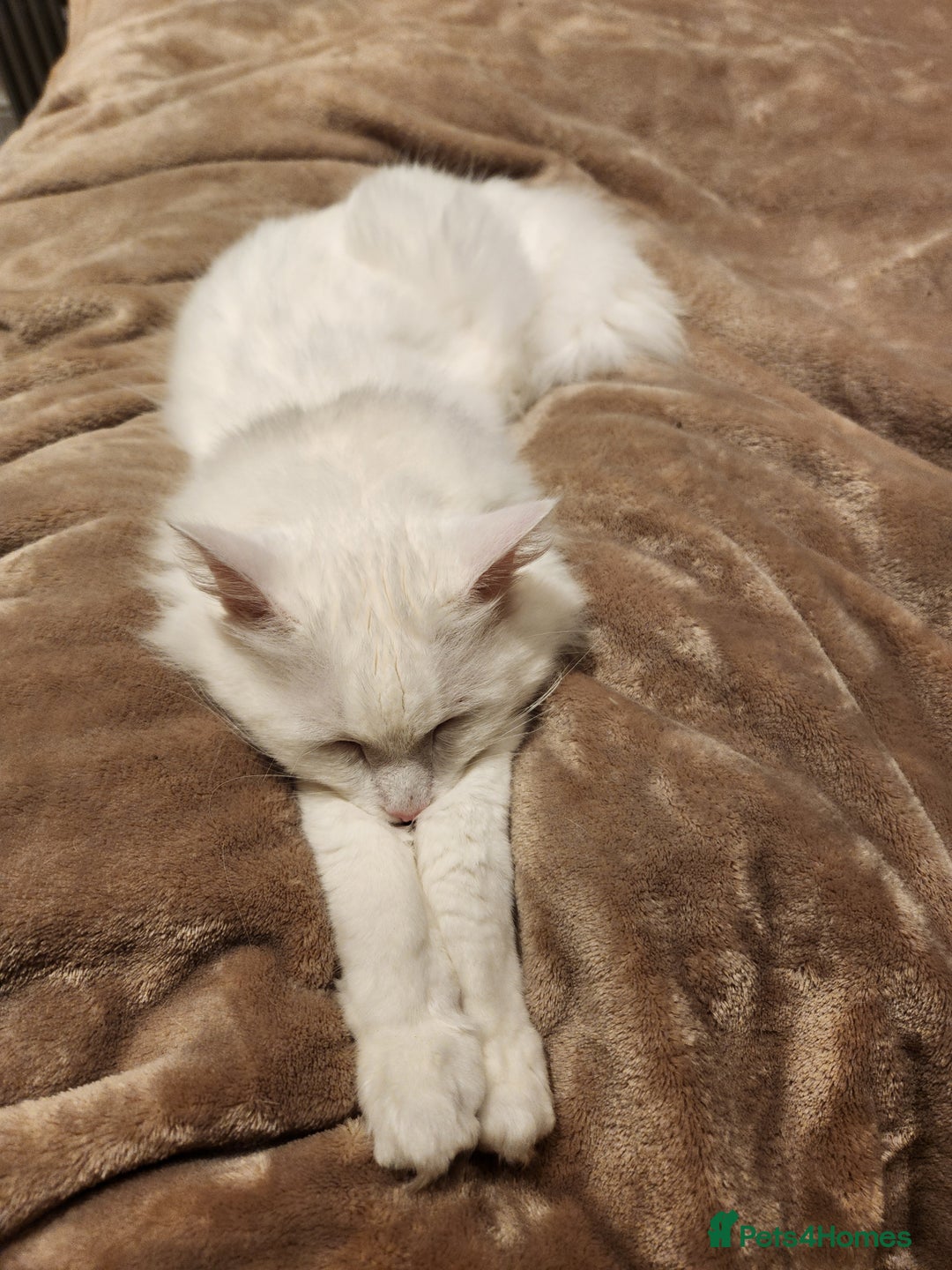 Maine Coon cats for sale: Maine Coon Mix – Great With Kids (outdoor cat) - Advert 2