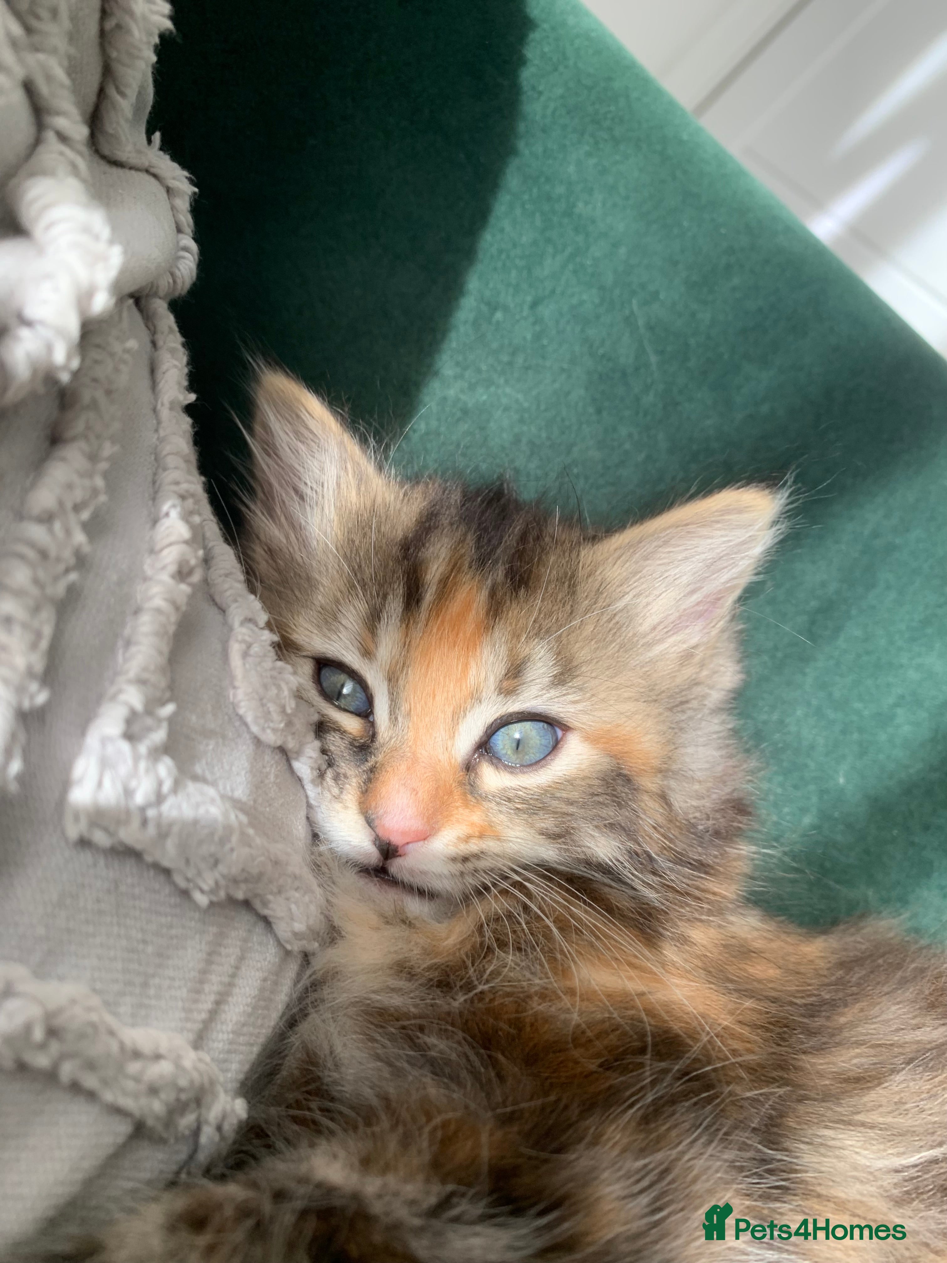 Mixed Breed cats for sale: longhaired female kittens (half Ragdoll mother)  - Advert 8
