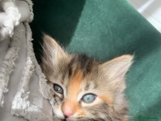Mixed Breed cats for sale: longhaired female kittens (half Ragdoll mother) - Advert 8