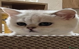 Scottish Fold cats for sale: Scottish Kittens – Fold & Straight – Ready Now - Image 22