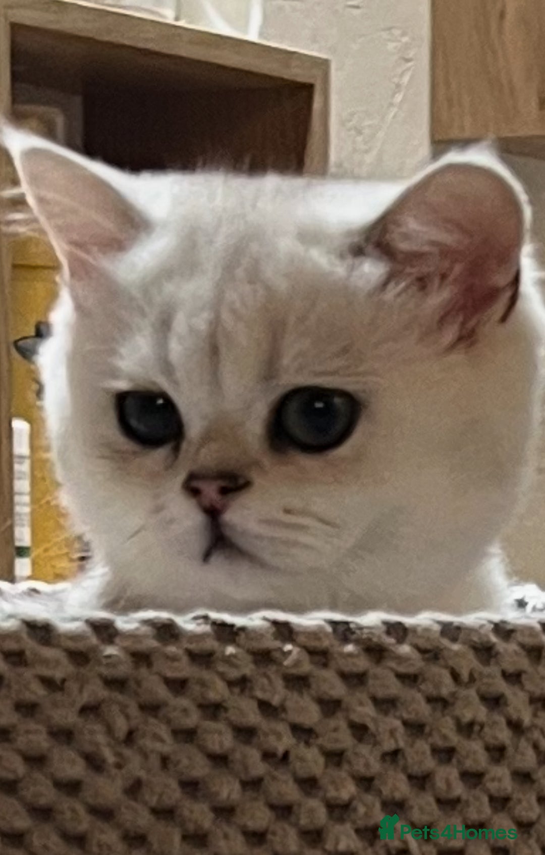 Scottish Fold cats for sale: Scottish Kittens – Fold & Straight – Ready Now - Image 22