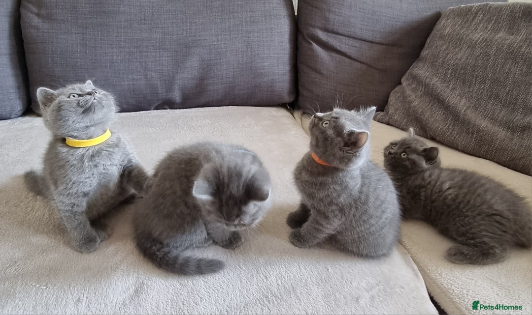 British Shorthair cats for sale: Gorgeous BSH kittens  - Image 18
