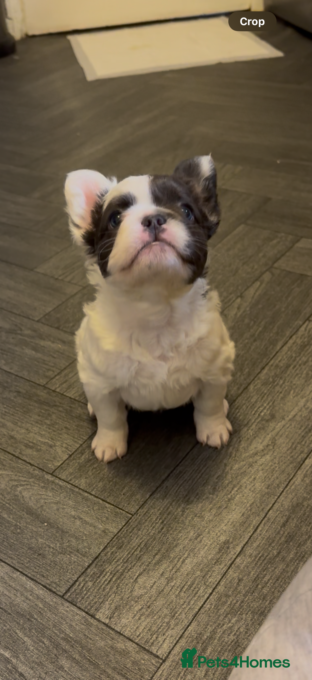 French Bulldog dogs Fluffy f - Advert 1