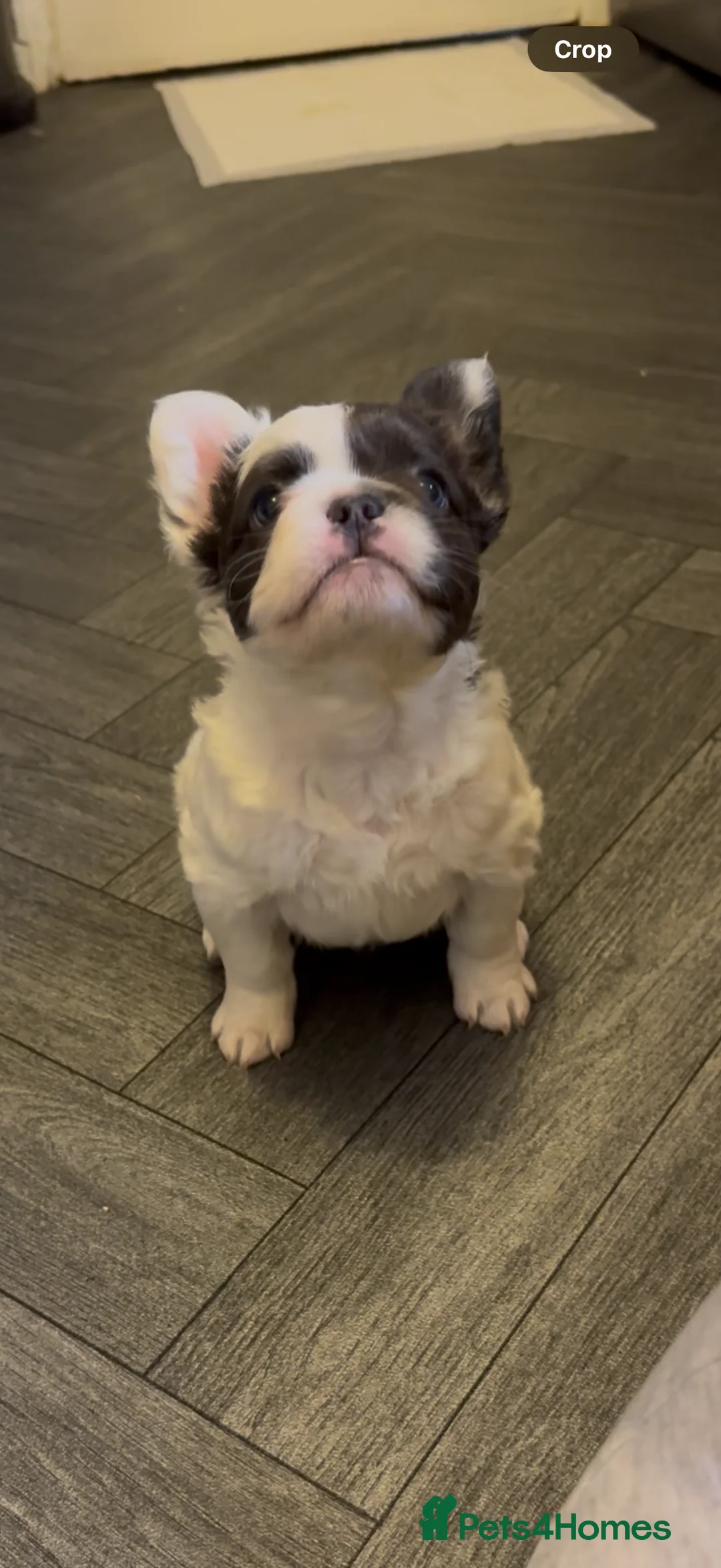 French Bulldog dogs for sale: Fluffy f - Advert 1