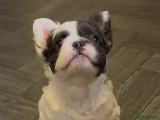 French Bulldog dogs Fluffy f - Advert 10