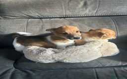 Jack Russell dogs for sale: Jack Russell pups  - Image 8