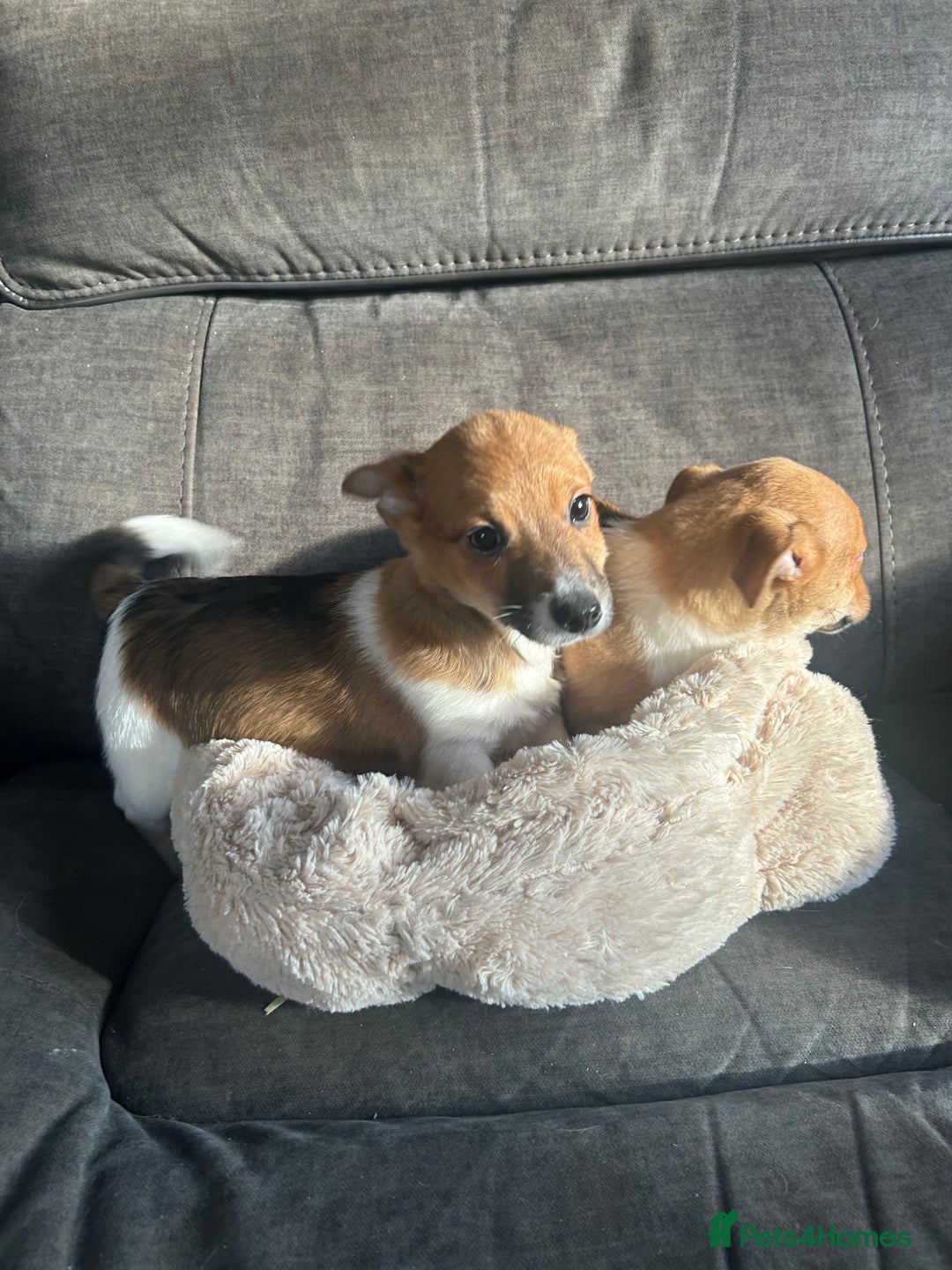 Jack Russell dogs for sale: Jack Russell pups  - Image 8