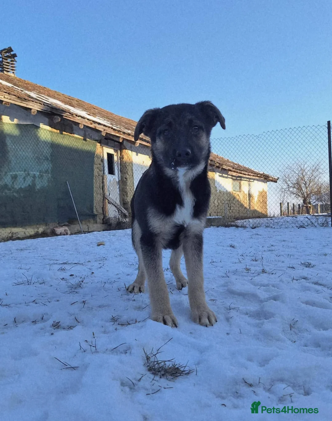 Mixed Breed dogs for adoption: Roquefort for adoption - Advert 12