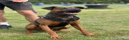 Dobermann dogs for sale: 15 Doberman X Puppies - WORKING | SPORT HOMES!!  - Advert 3