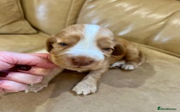 Cocker Spaniel dogs for sale: 4⭐️Licensed KC Reg English Show Cocker Spaniel - Image 14