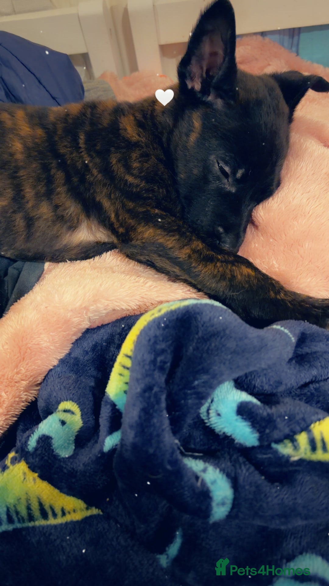 Belgian Shepherd Dog dogs for sale: 9 week old female Belgium mali  - Advert 6