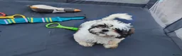 Shih Tzu dogs for sale: Ive 2 puppys ready to leave  - Advert 5
