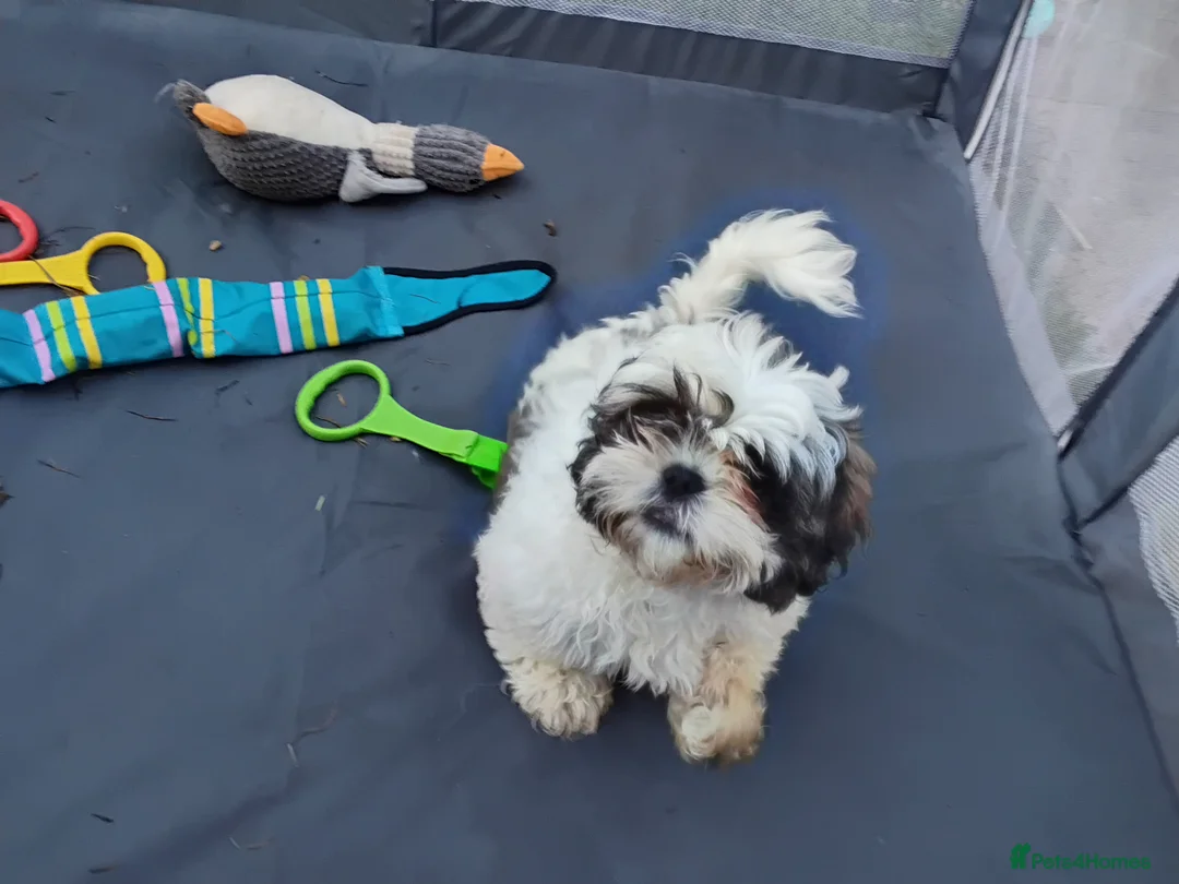 Shih Tzu dogs for sale: Ive 2 puppys ready to leave  - Advert 5