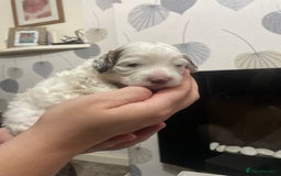 Cockapoo dogs for sale: F1b cockapoo puppies ready now - Advert 25