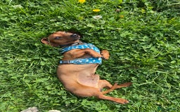 Dachshund dogs for stud: Smooth haired European sized Daschund  - Image 1