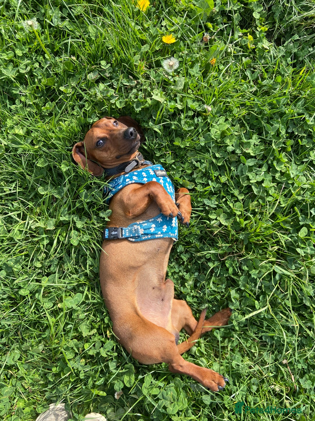Dachshund dogs for stud: Smooth haired European sized Daschund  - Image 1