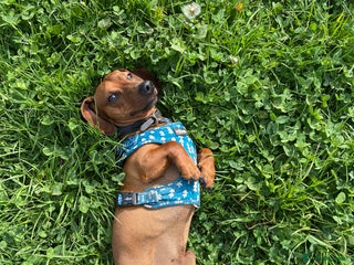 Dachshund dogs - Advert 22