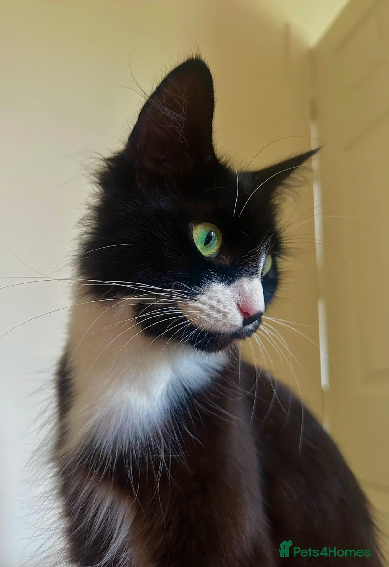 Domestic Shorthair cats 4 kittens - Advert 2