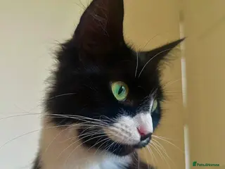 Domestic Shorthair cats 4 kittens - Advert 2