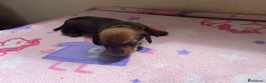 Miniature Dachshund 1- Green