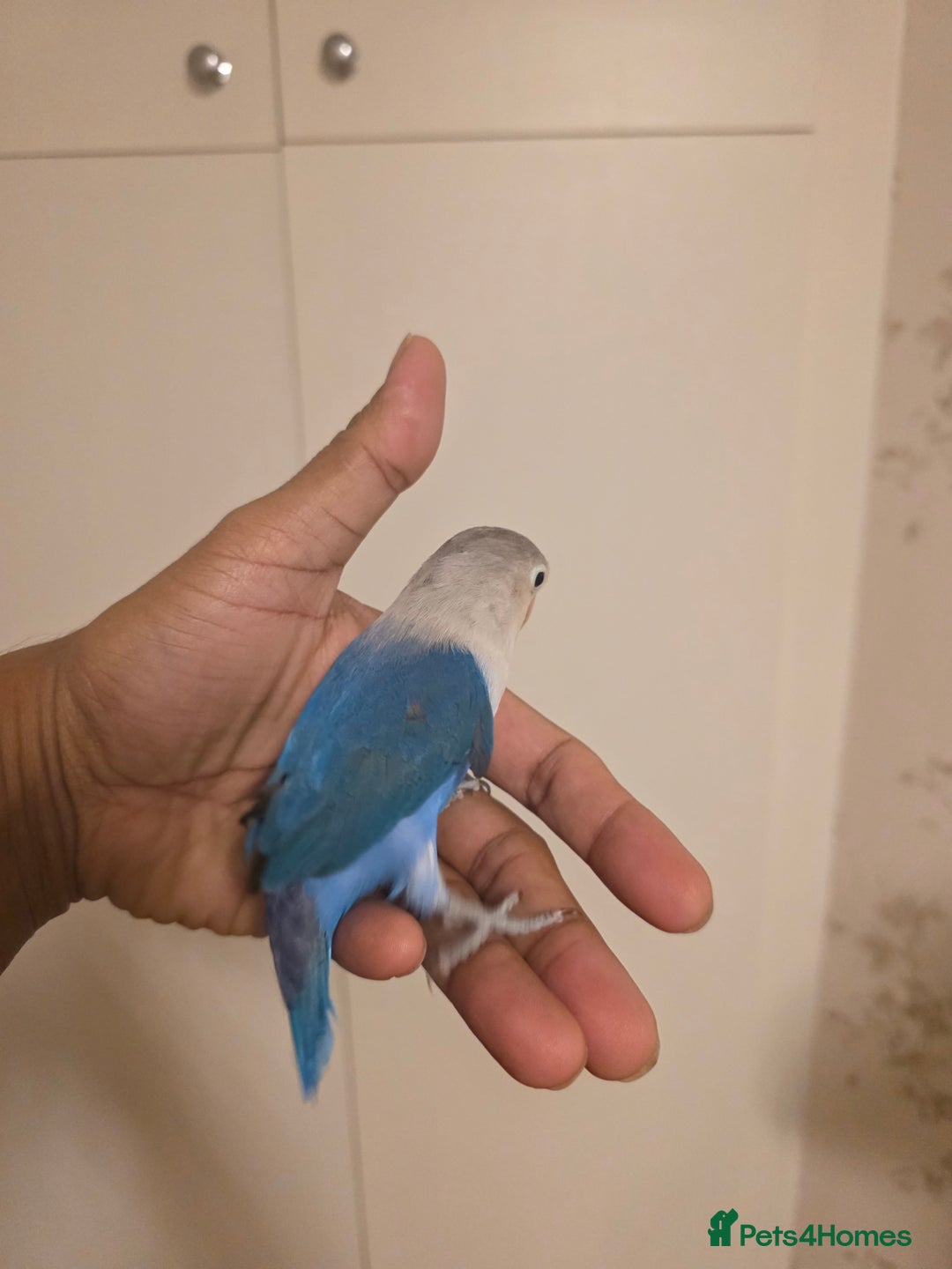 Lovebirds birds for sale: Fischer Love bird to sell  - Advert 5