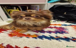 Chihuahua dogs for stud: Long coat chihuahua for stud (not for sale). in Surbiton - Image 3