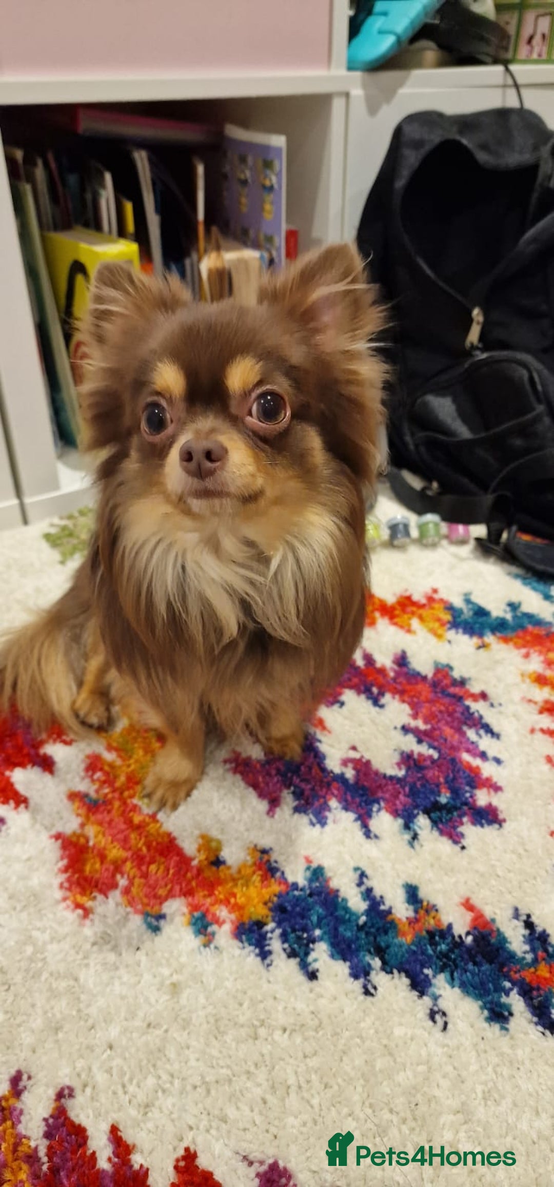Chihuahua dogs for stud: Long coat chihuahua for stud (not for sale). in Surbiton - Image 3