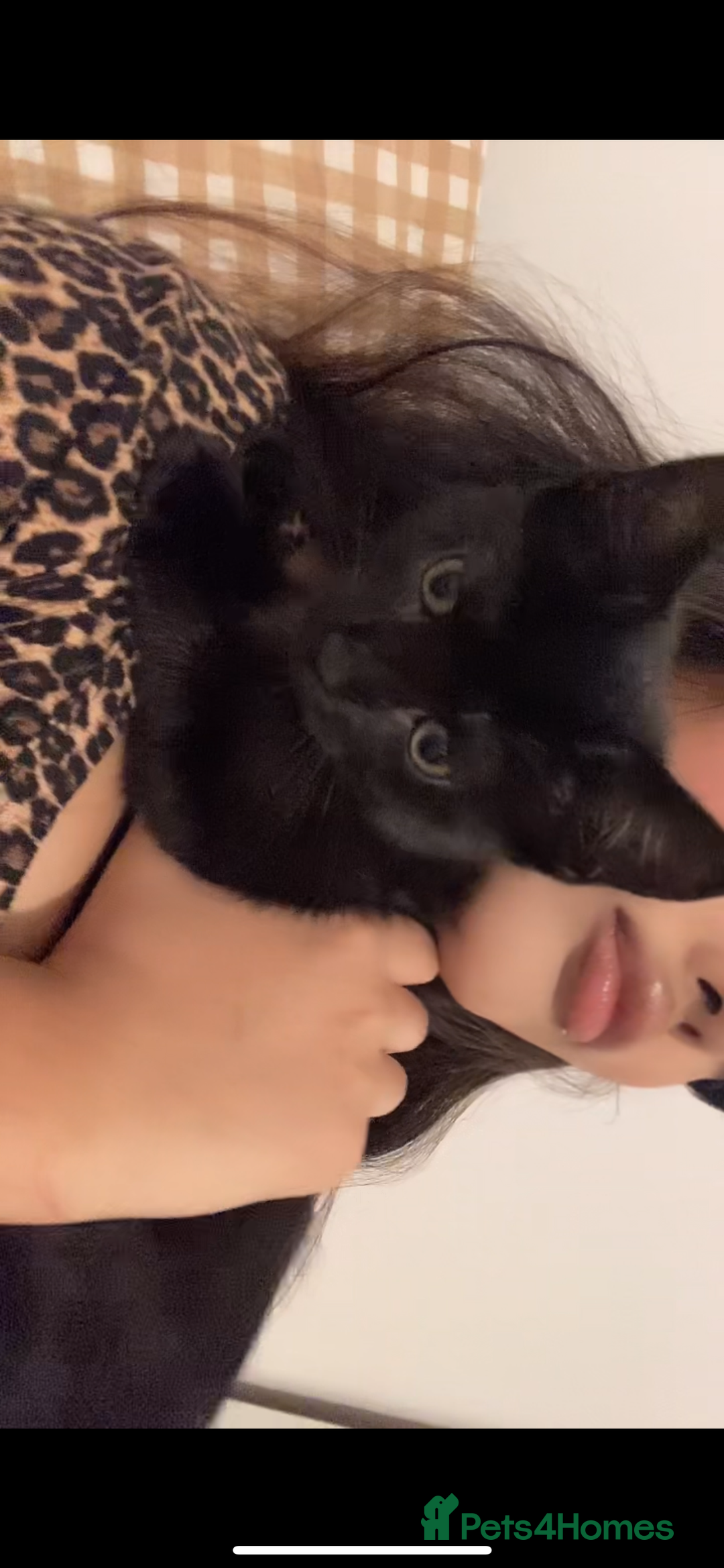 British Shorthair cats for sale: Kleo for sale - Advert 7