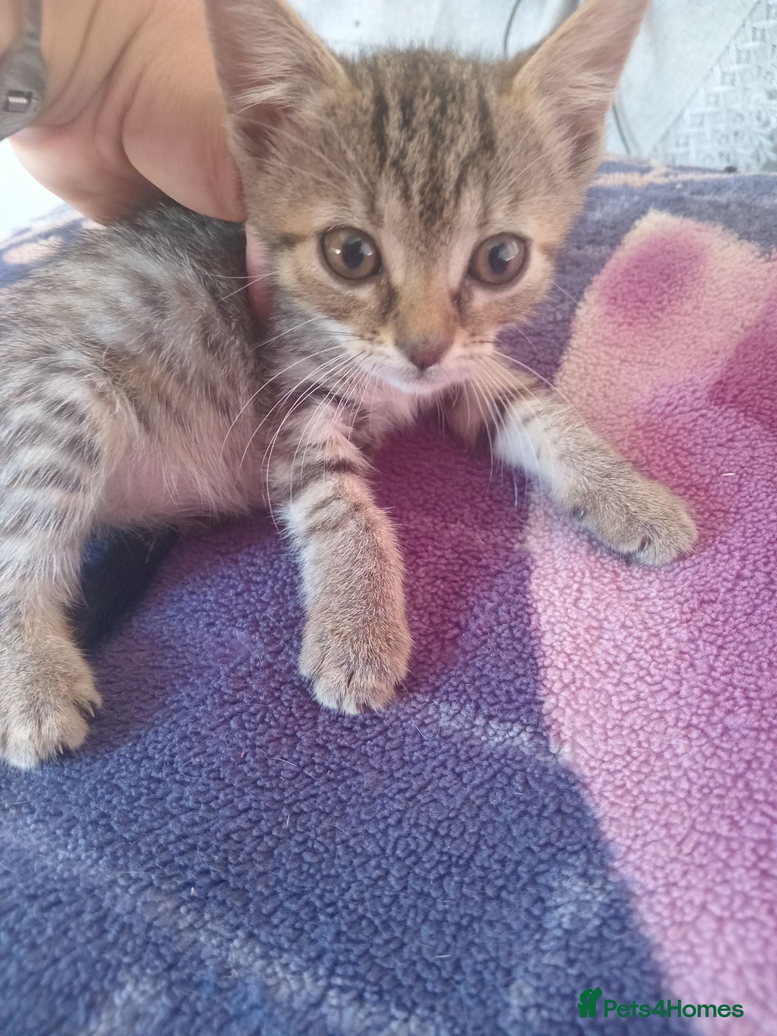 Mixed Breed cats 8kittens looking new home  - Advert 1