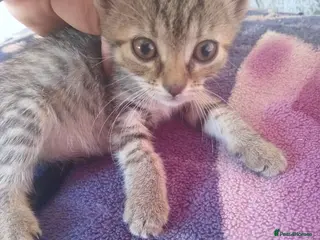 Mixed Breed cats 8kittens looking new home - Advert 1