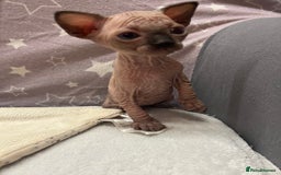 Sphynx cats for sale: 3 beautiful GIRlS available ❤️  - Image 14