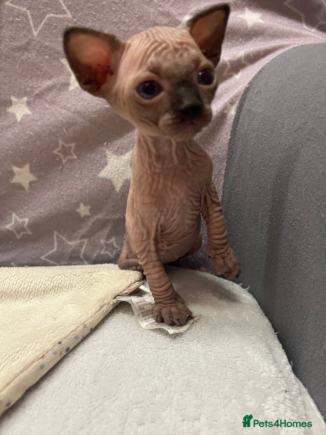 Sphynx cats for sale: 3 beautiful GIRlS available ❤️  - Image 14