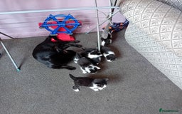 Mixed Breed cats for sale: Male and female kittens for sale  - Image 13