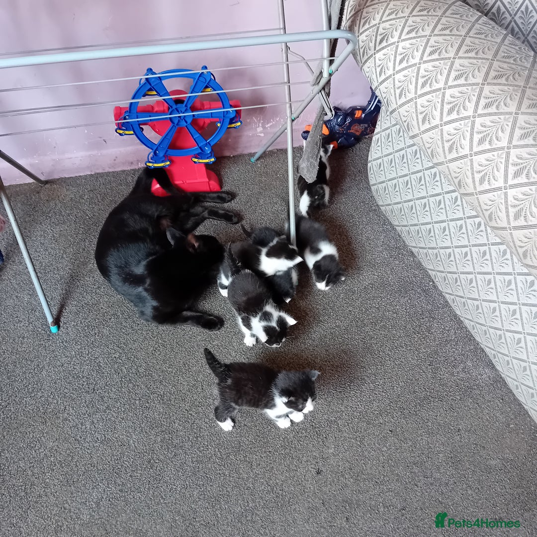 Mixed Breed cats for sale: Male and female kittens for sale  - Image 13