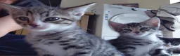 Mixed Breed cats for sale: Mix breed kittens. Mum is snow bengal  - Advert 6