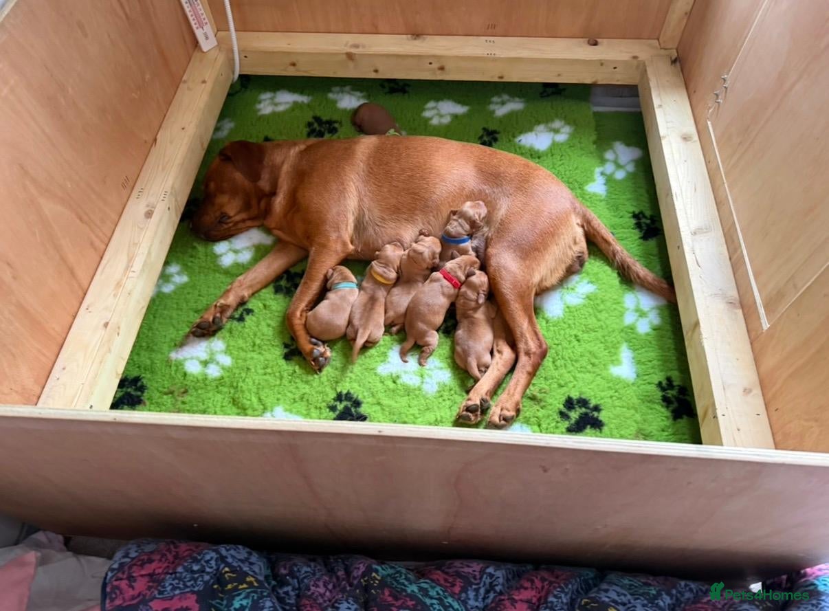 Labrador Retriever dogs Red Fox Labradors - Advert 1
