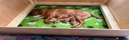 Labrador Retriever dogs for sale: Red Fox Labradors - Advert 1
