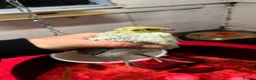 Quail poultry for sale: Coturnix Quail in Malpas - Advert 1