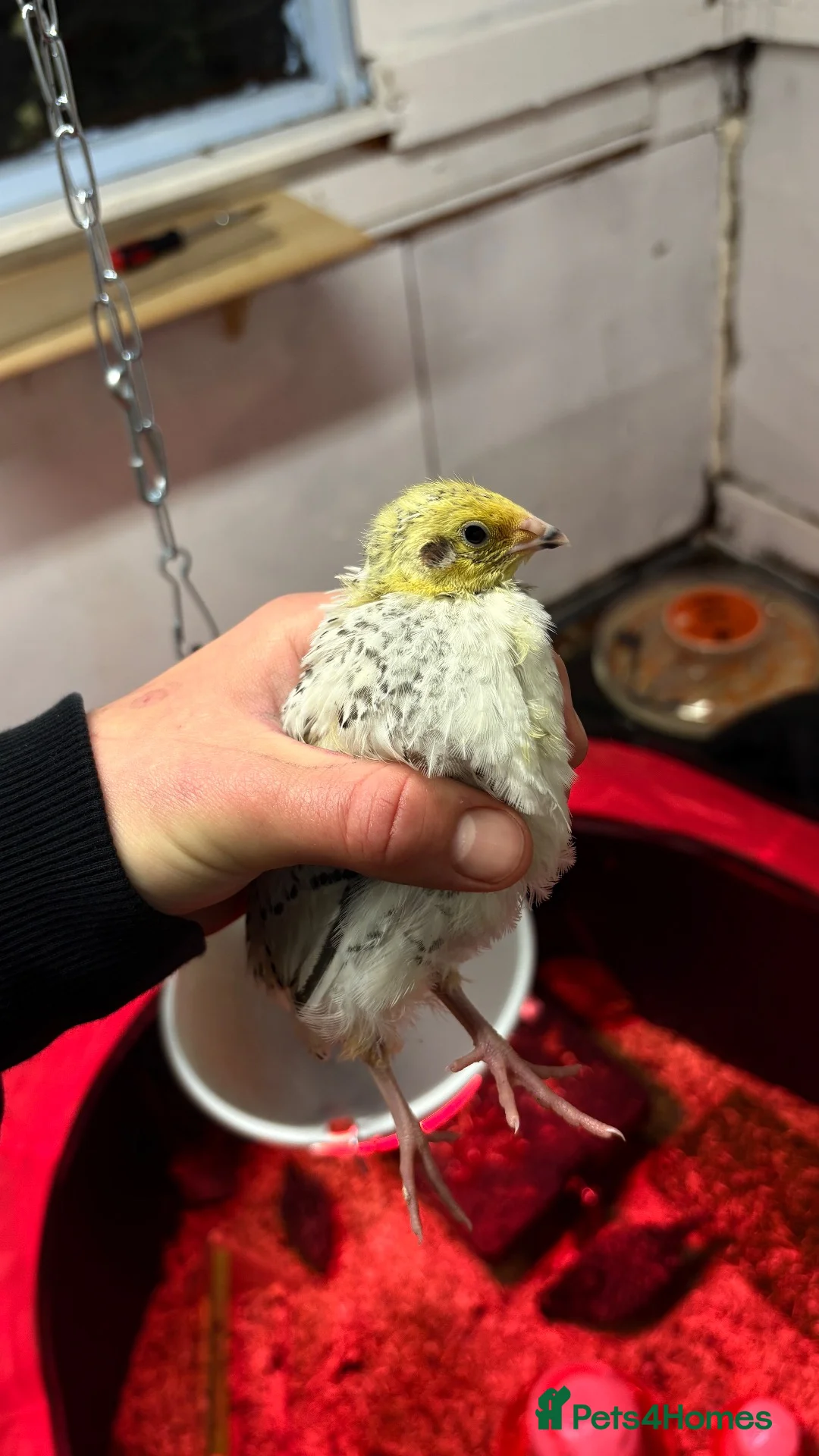 Quail poultry for sale: Coturnix Quail in Malpas - Advert 1