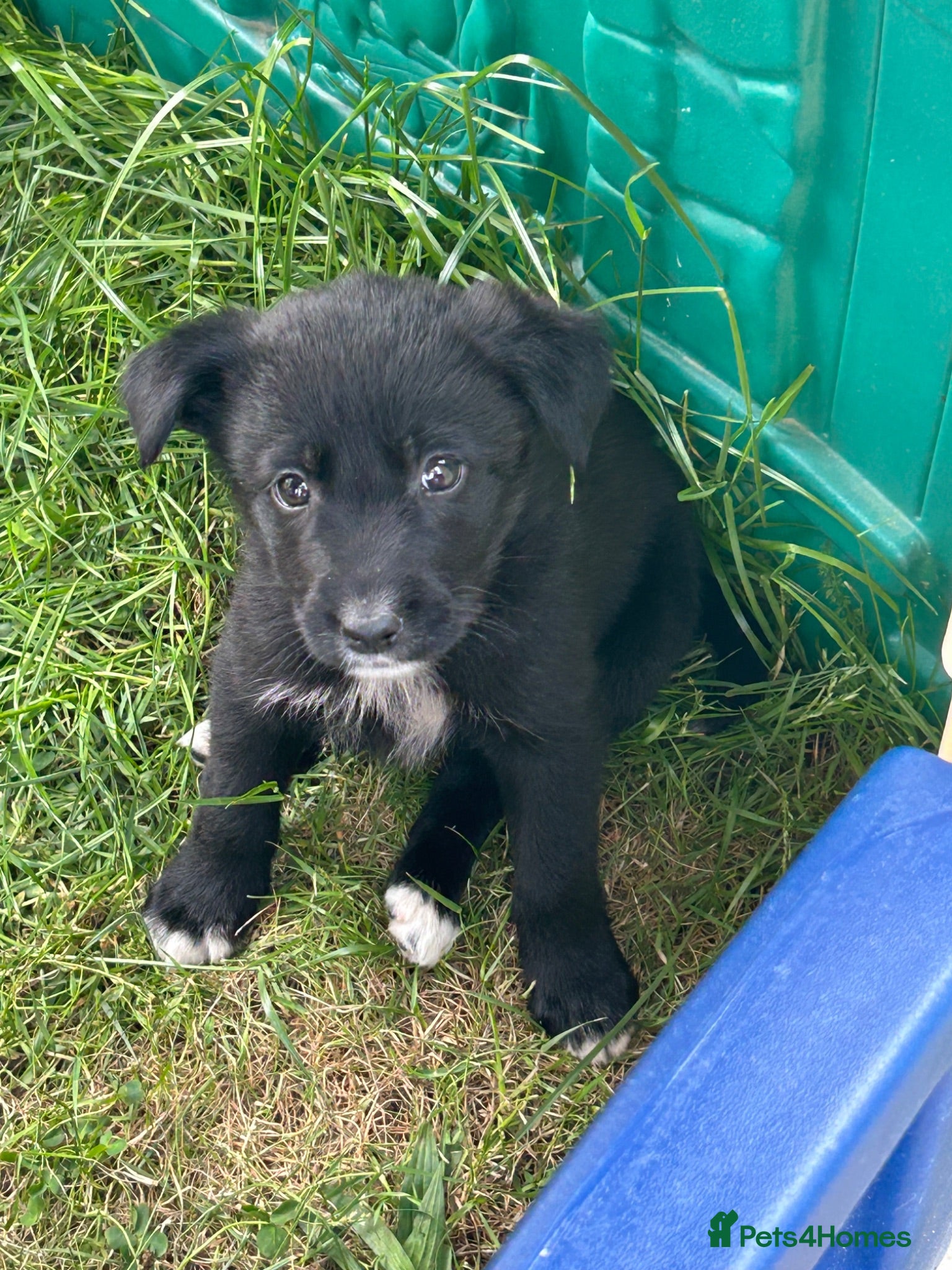 Borador dogs 8 Labrador pups ready for new home. - Advert 1